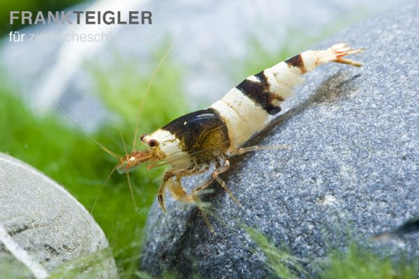 Black Bee – Caridina logemanni